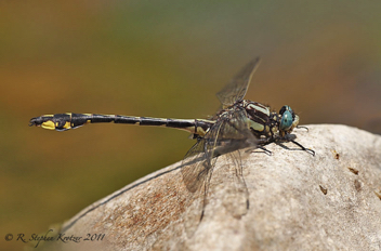 Gomphurus crassus, male